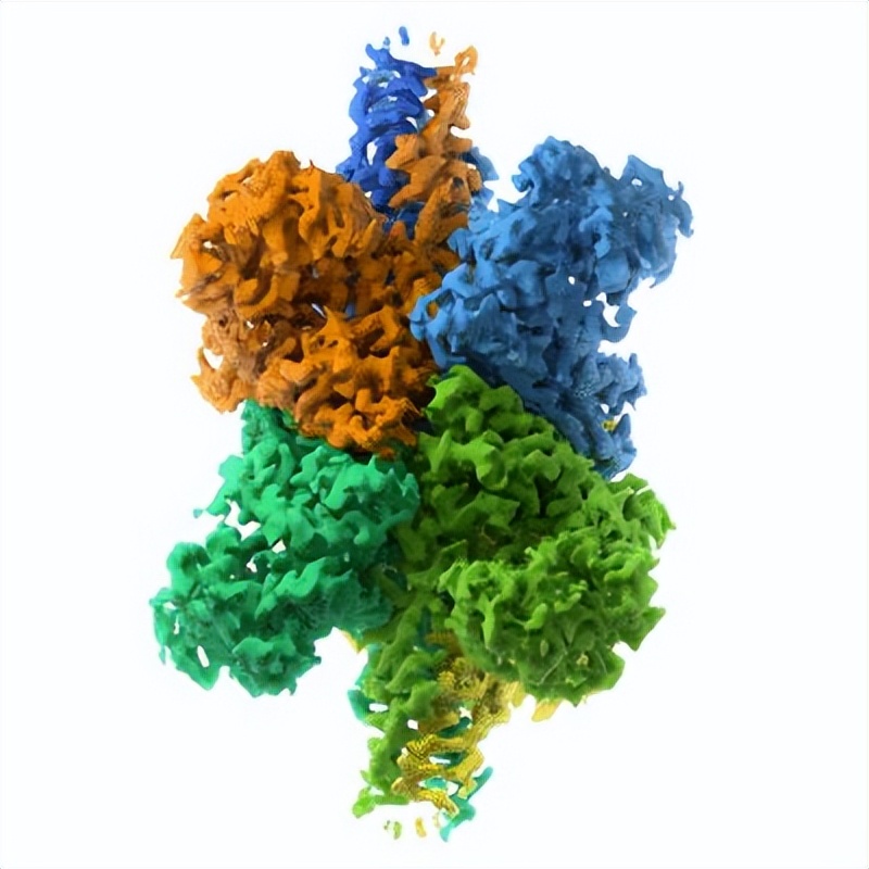 健身增肌好处的简介,锻炼和健身增肌的原理