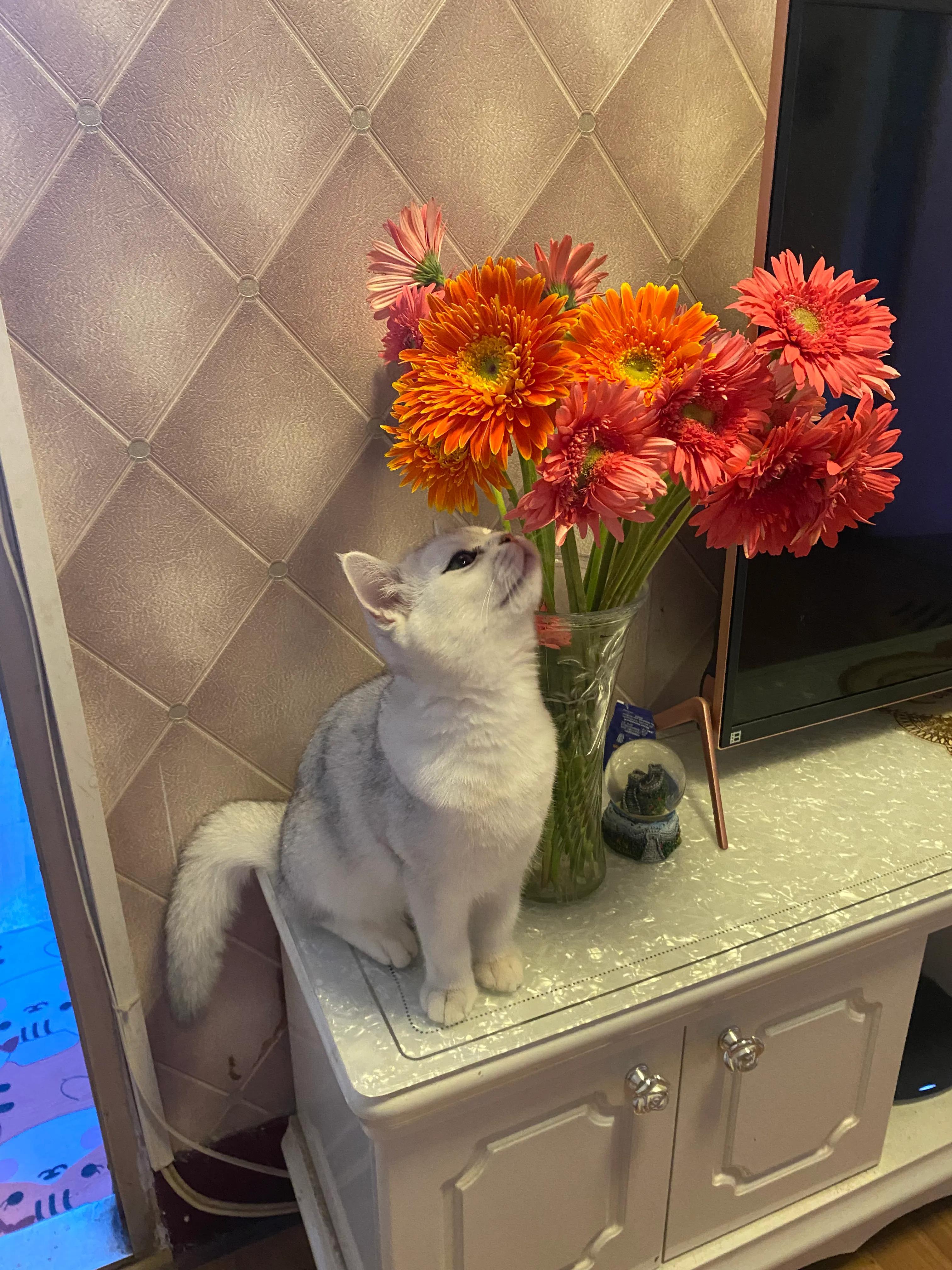 猫咪对人都有什么危害,月季花对猫咪有什么危害