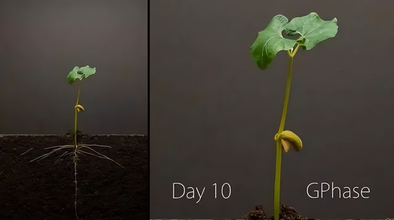 一粒种子发芽生长过程记录50字,用42天记录1粒种子萌芽全过程