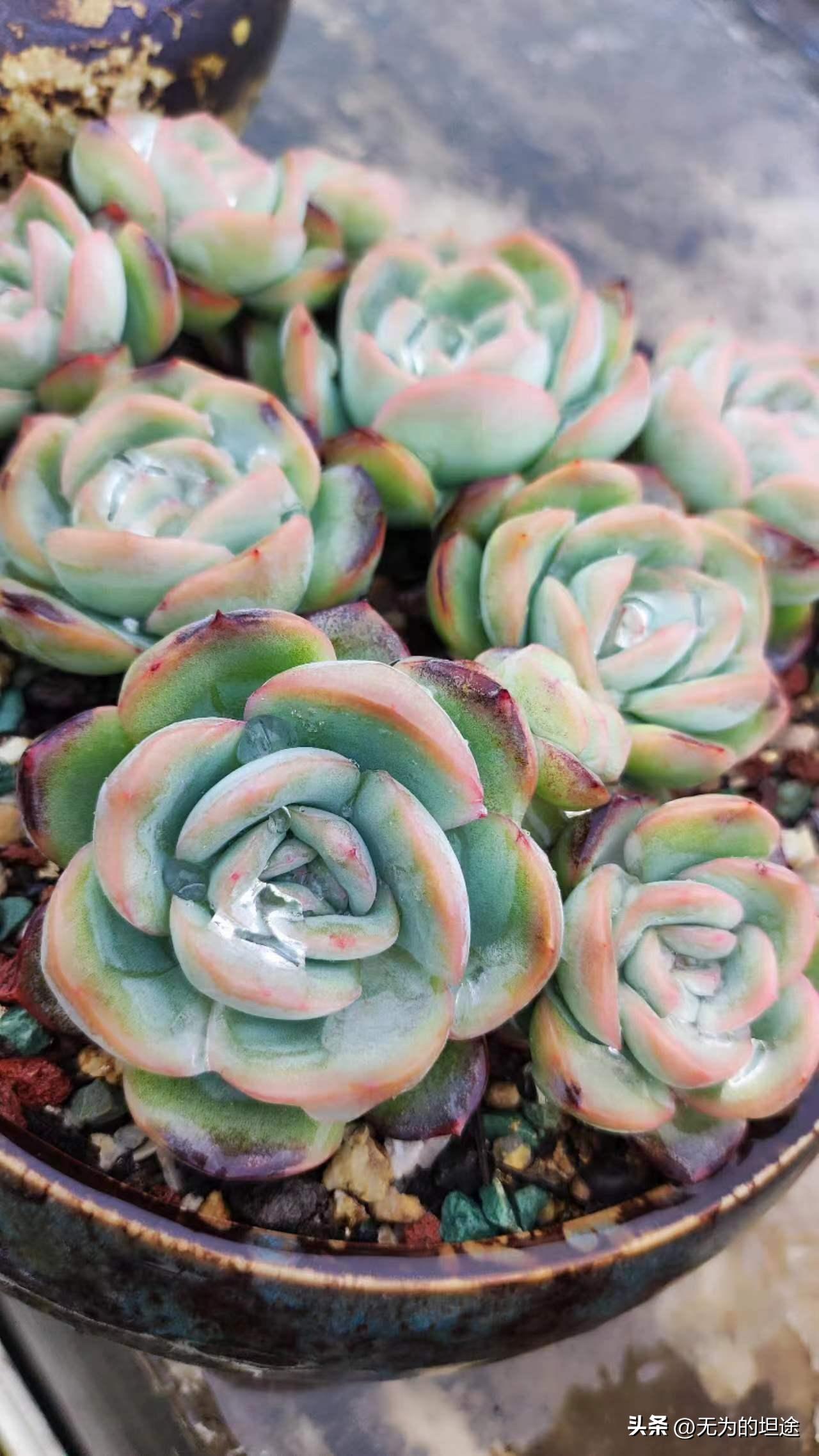 亮晶晶的黄翡翠手镯,亮晶晶的翡翠