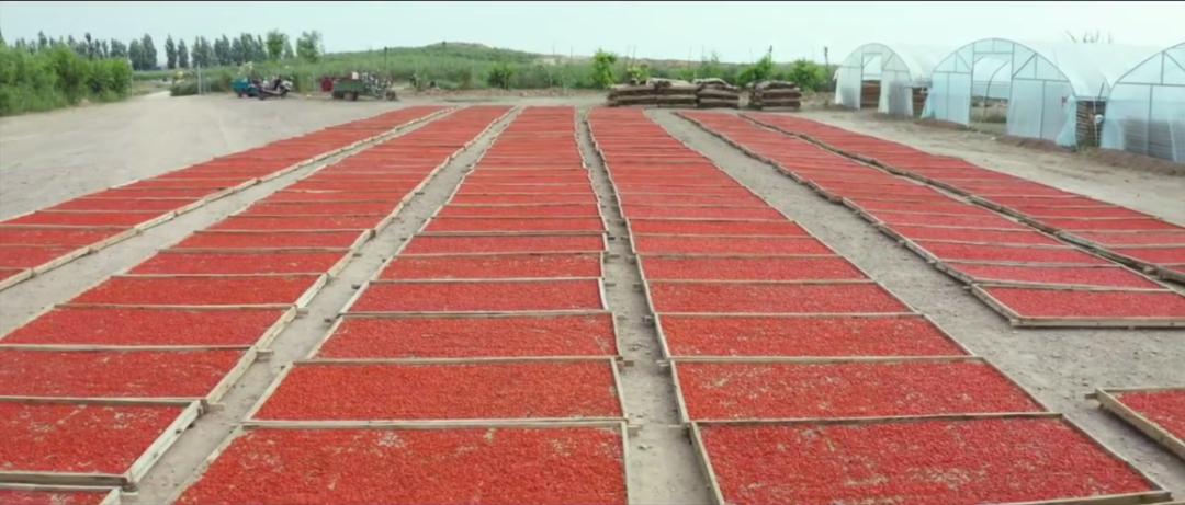 草际风来作药香寻找中国好营养