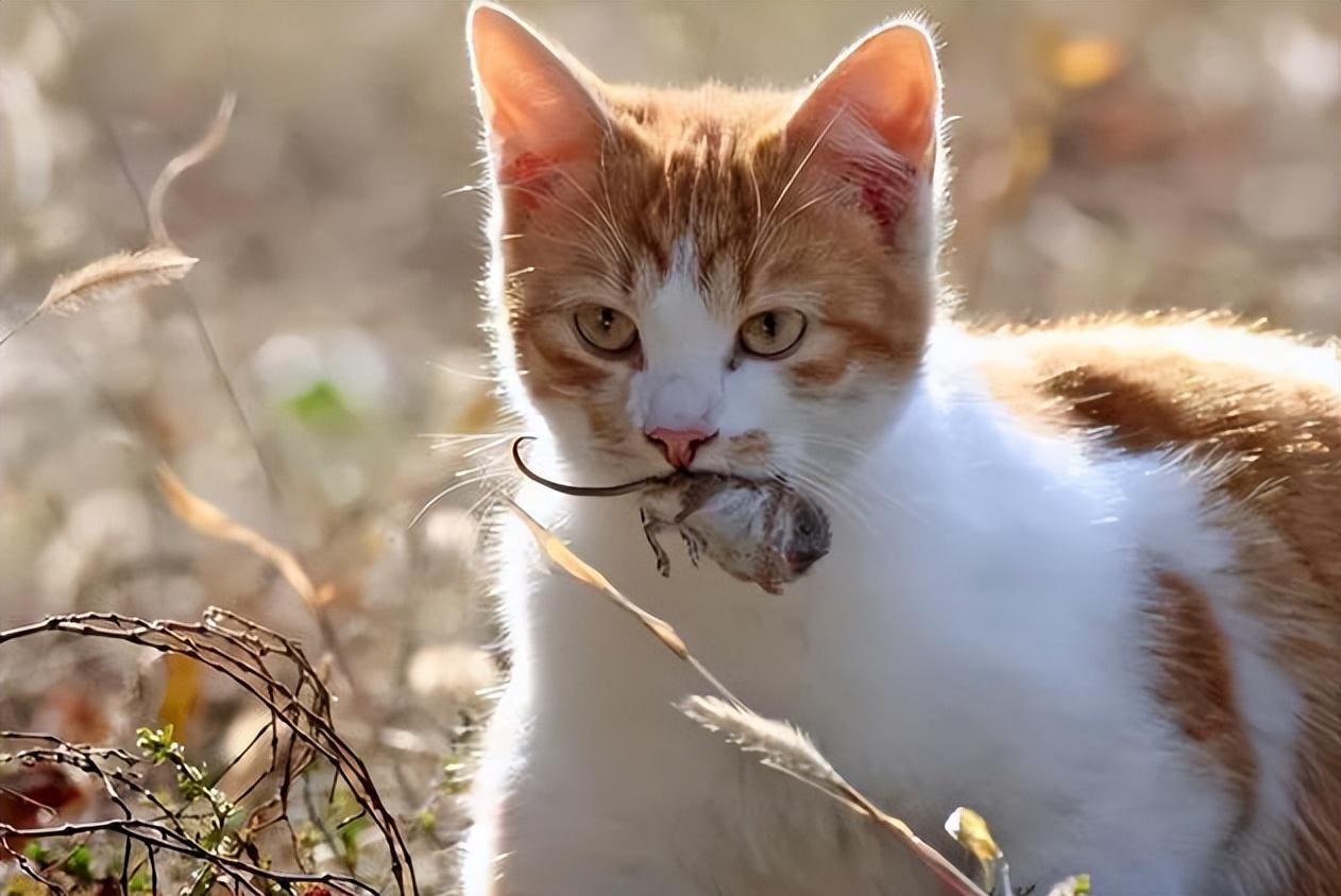 猪来穷狗来富猫来盖白布啥意思,猫来盖白布是什么意思