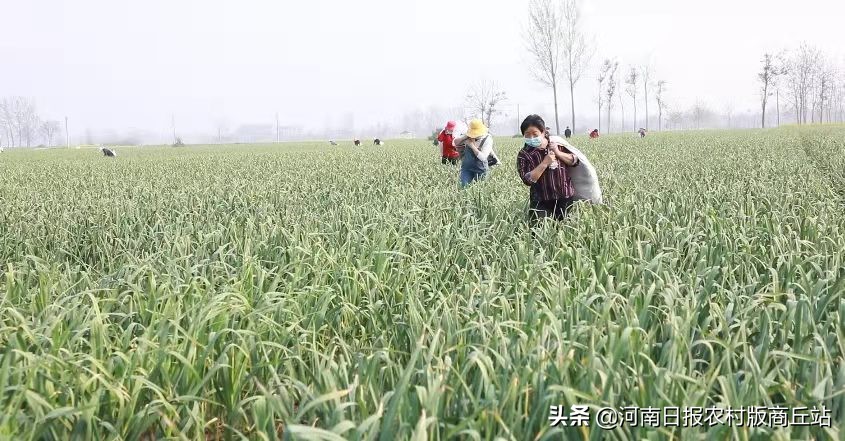 商丘爱心团队购三万斤滞销萝卜,滞销蔬菜引发爱心接力
