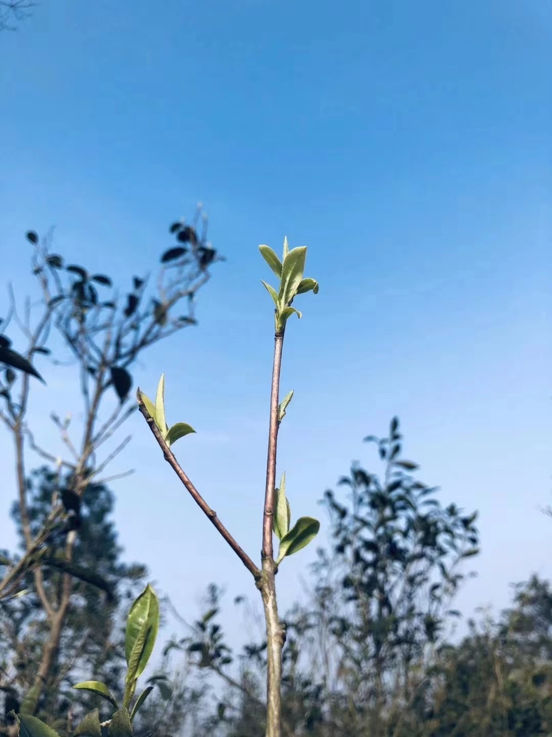江西狗牯脑茶的传说,江西狗牯脑茶是名茶吗