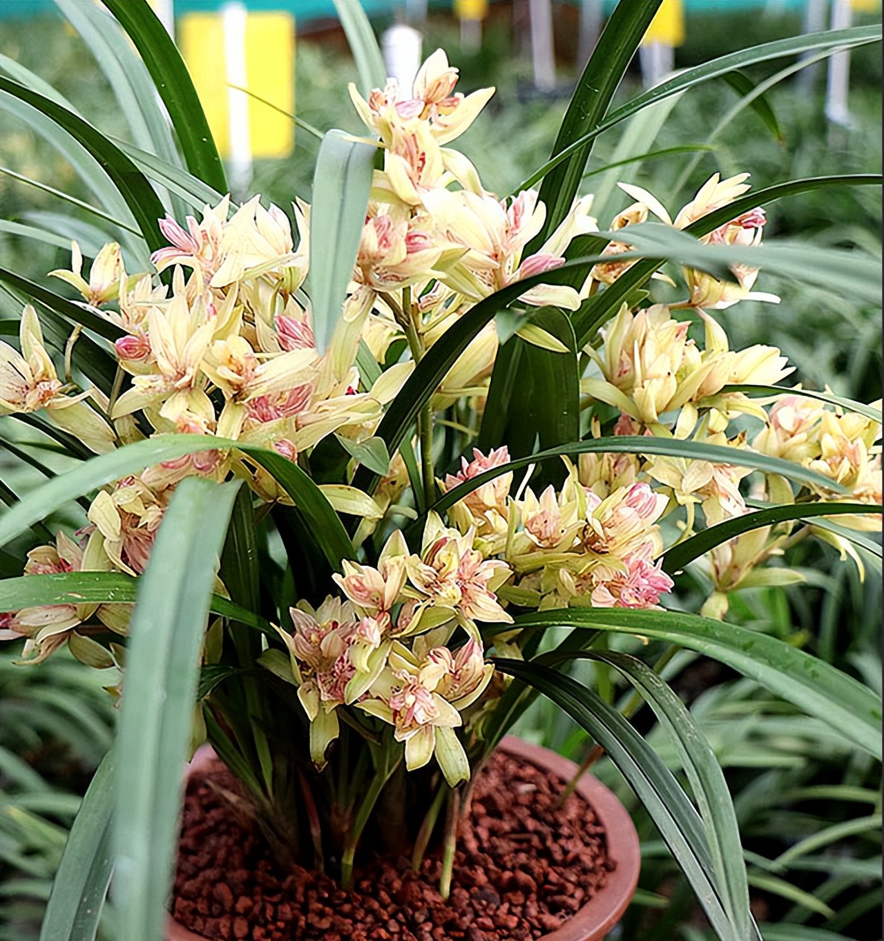 建兰奇花富贵花开,建兰什么品种花好看