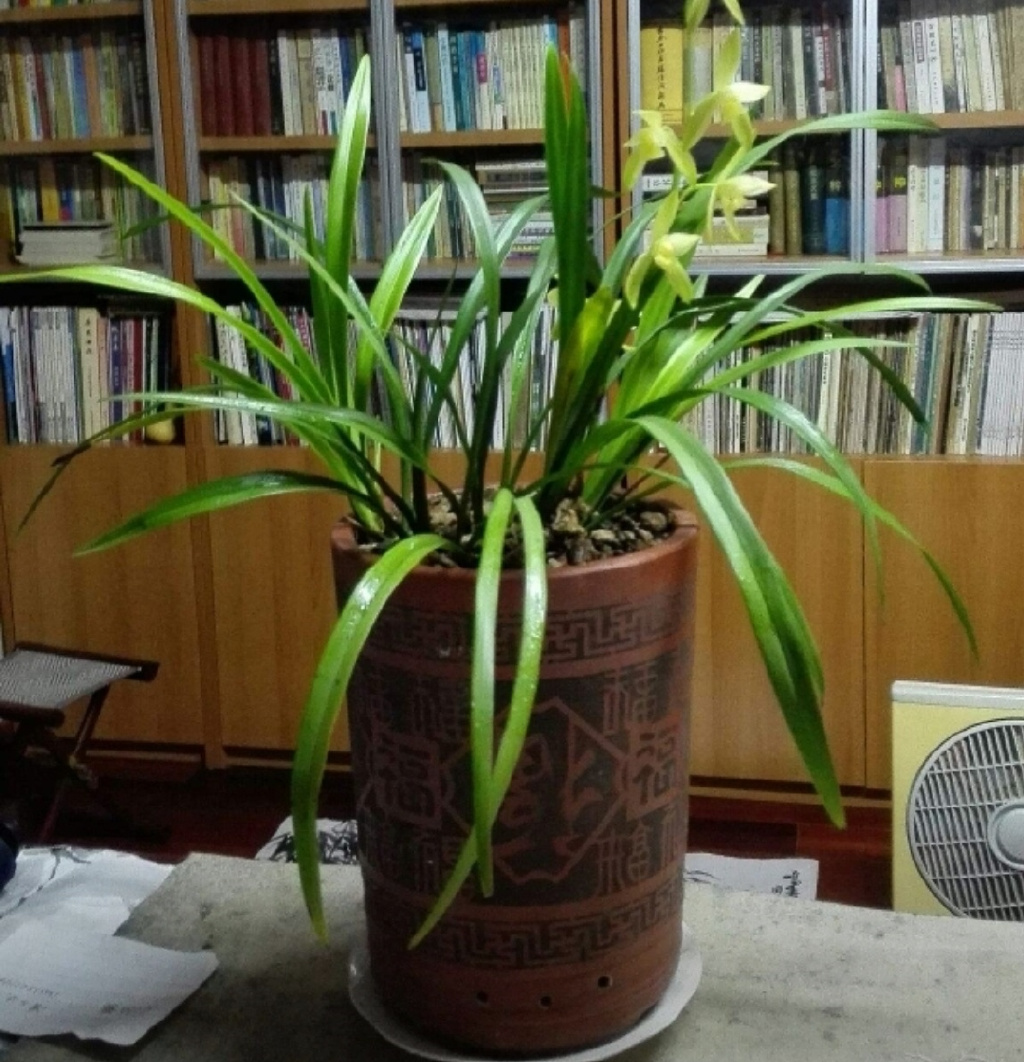 海山翻唱和平与爱,海山朗诵