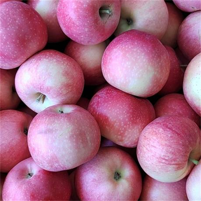 苹果跟嘎啦果有什么区别,嘎啦苹果和普通苹果区别