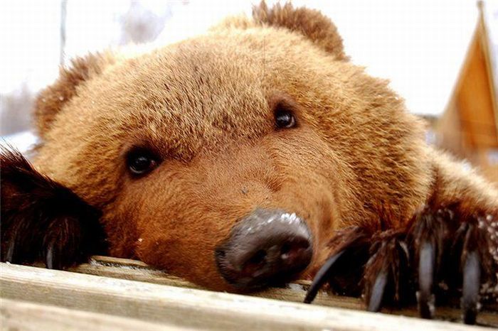 80个神奇的真实照片，不高兴的狗子，崎岖的铁路，倒立劈叉拉筋