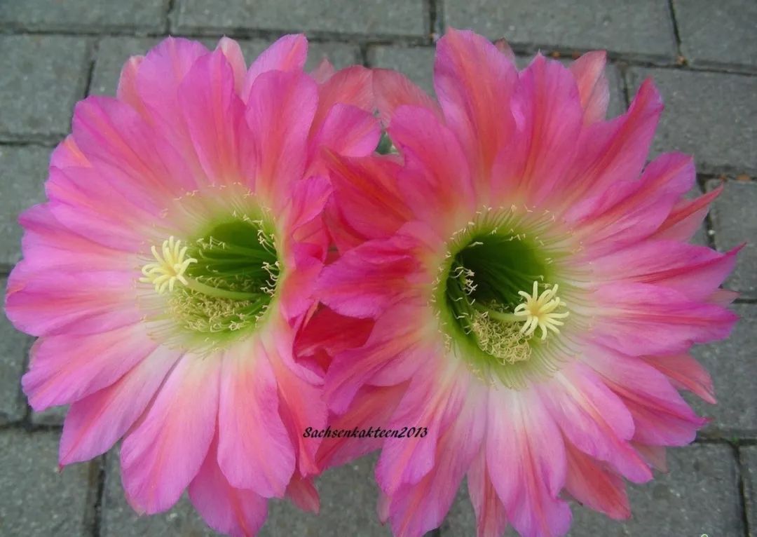 200种·仙人球开花图鉴，大开眼界，美到爆