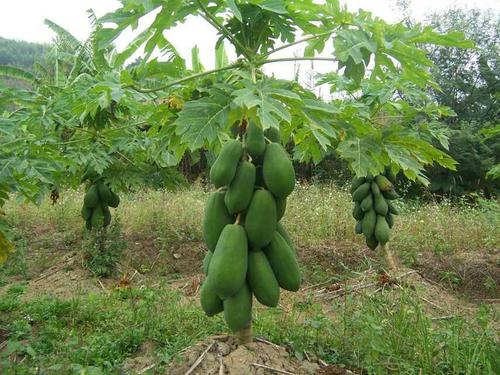 番木瓜是什么样子的,番木瓜是果树吗