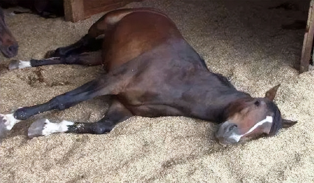 5吨重的大象有多可怕,重5吨的大象