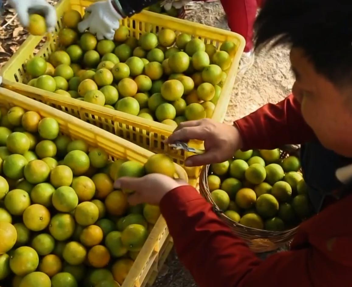 80后农民哥创业种植沃柑,如何卖沃柑一年赚一千万
