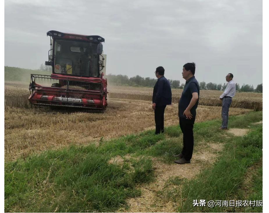 驻村书记助力麦收,社旗县委扶贫工作者