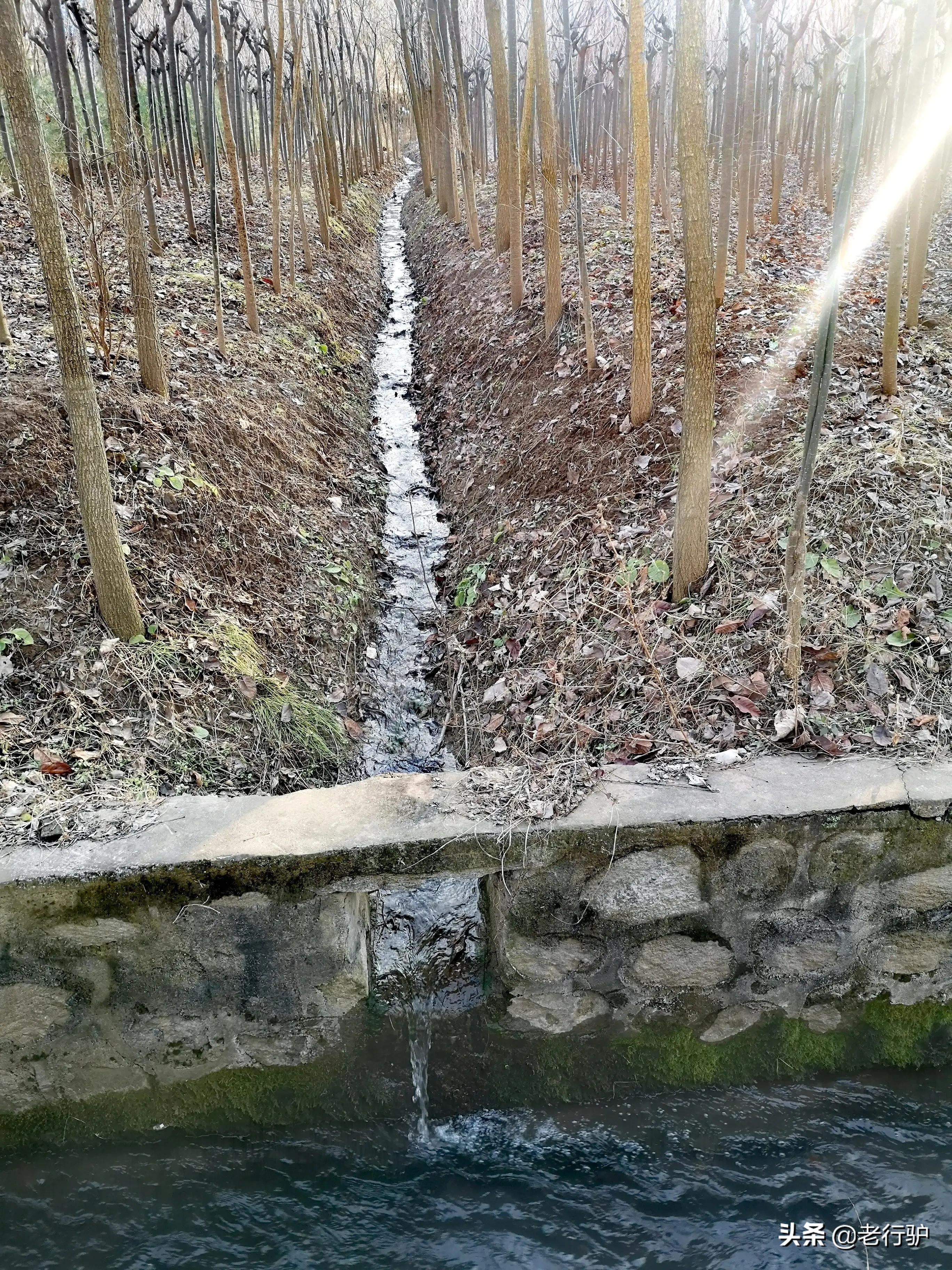 白鹿原白鹿白仙子,白鹿原的白灵和鹿兆海