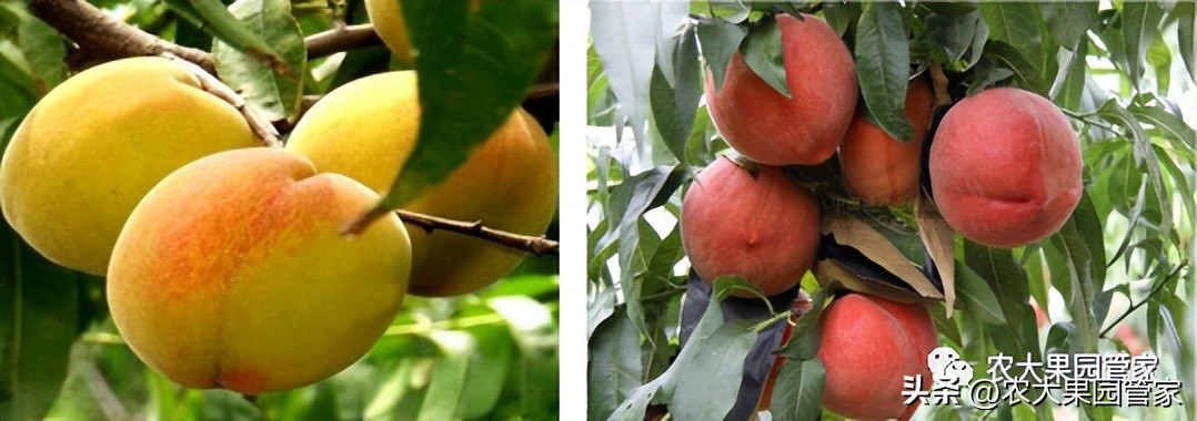 优质果树苗木品种介绍,最好的新品种苹果苗木