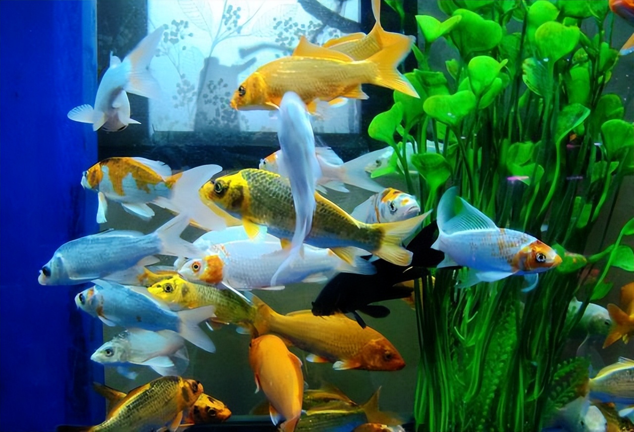 鱼撞缸是怎么回事？鱼撞缸的6种原因！