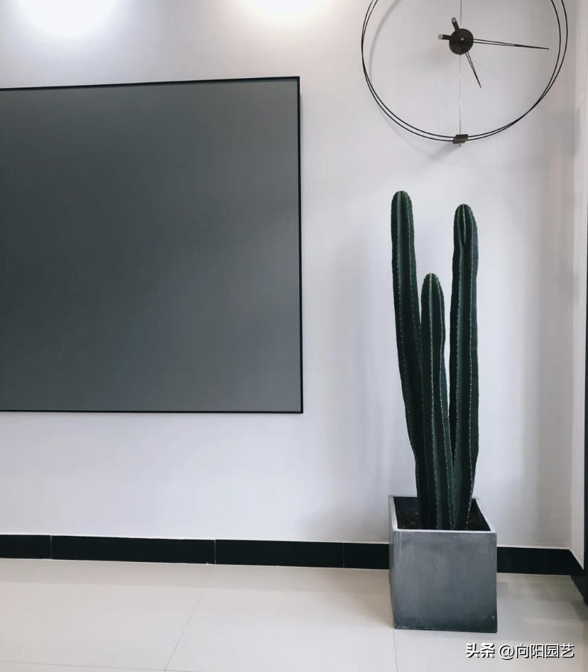 客厅最旺财的10种花,过年摆什么花放在客厅