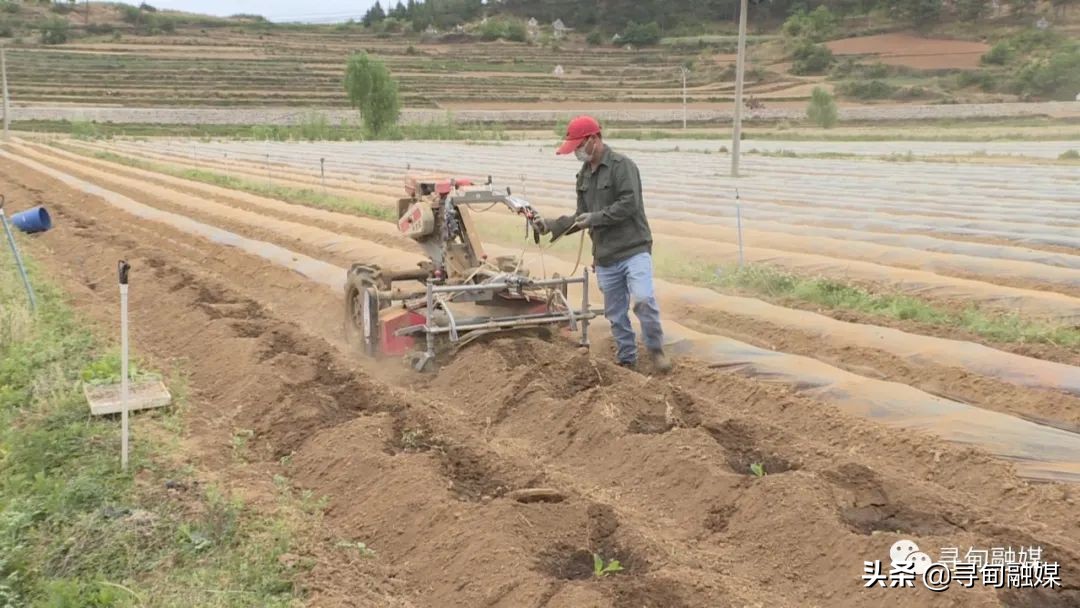 七星镇：烤烟移栽奏响烟农增收“前奏曲”