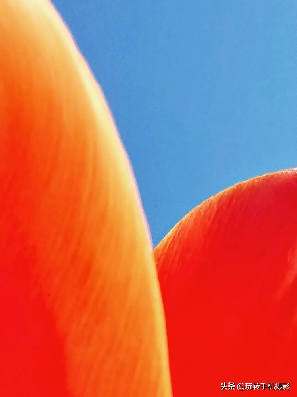 用什么可以拍出美丽花草的照片,6个技巧拍好花卉照片