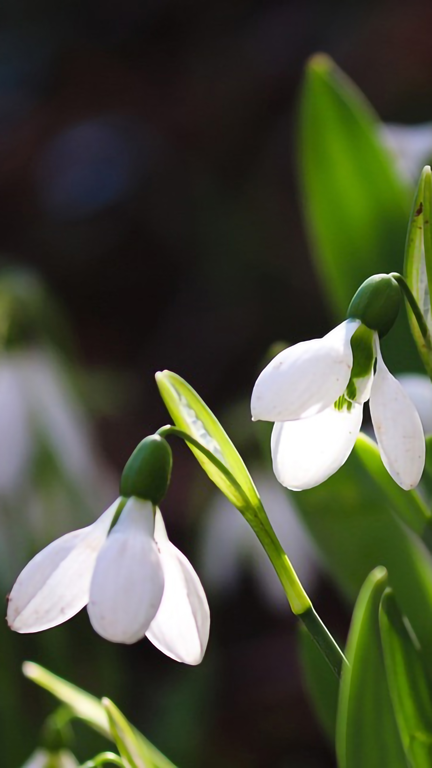 好看的手机桌面壁纸和锁屏壁纸,总有一张壁纸适合你手机屏保精选