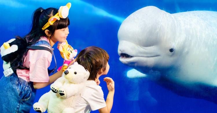 珠海长隆飞船酒店！海洋王国无限畅玩+畅游28楼绝美无边际泳池