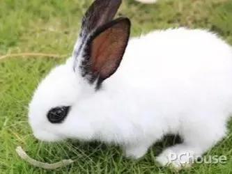 适合当宠物的小兔子,适合家庭当宠物养的四种小兔兔