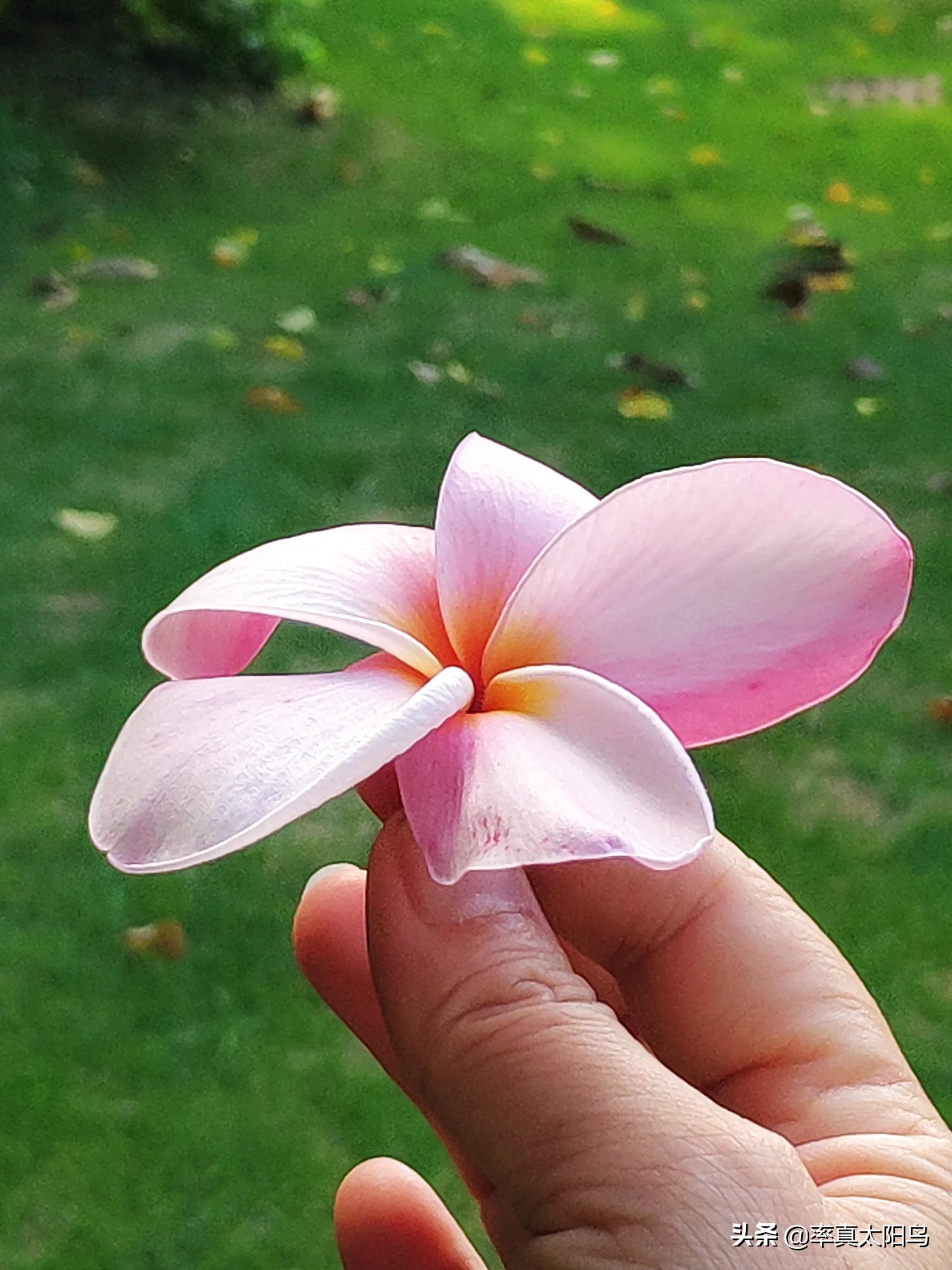 鸡蛋花香吗,鸡蛋花香