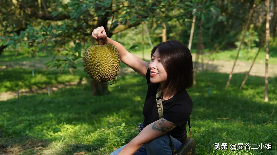 榴莲园带你看越南最美的榴莲,去泰国榴莲园里摘榴莲