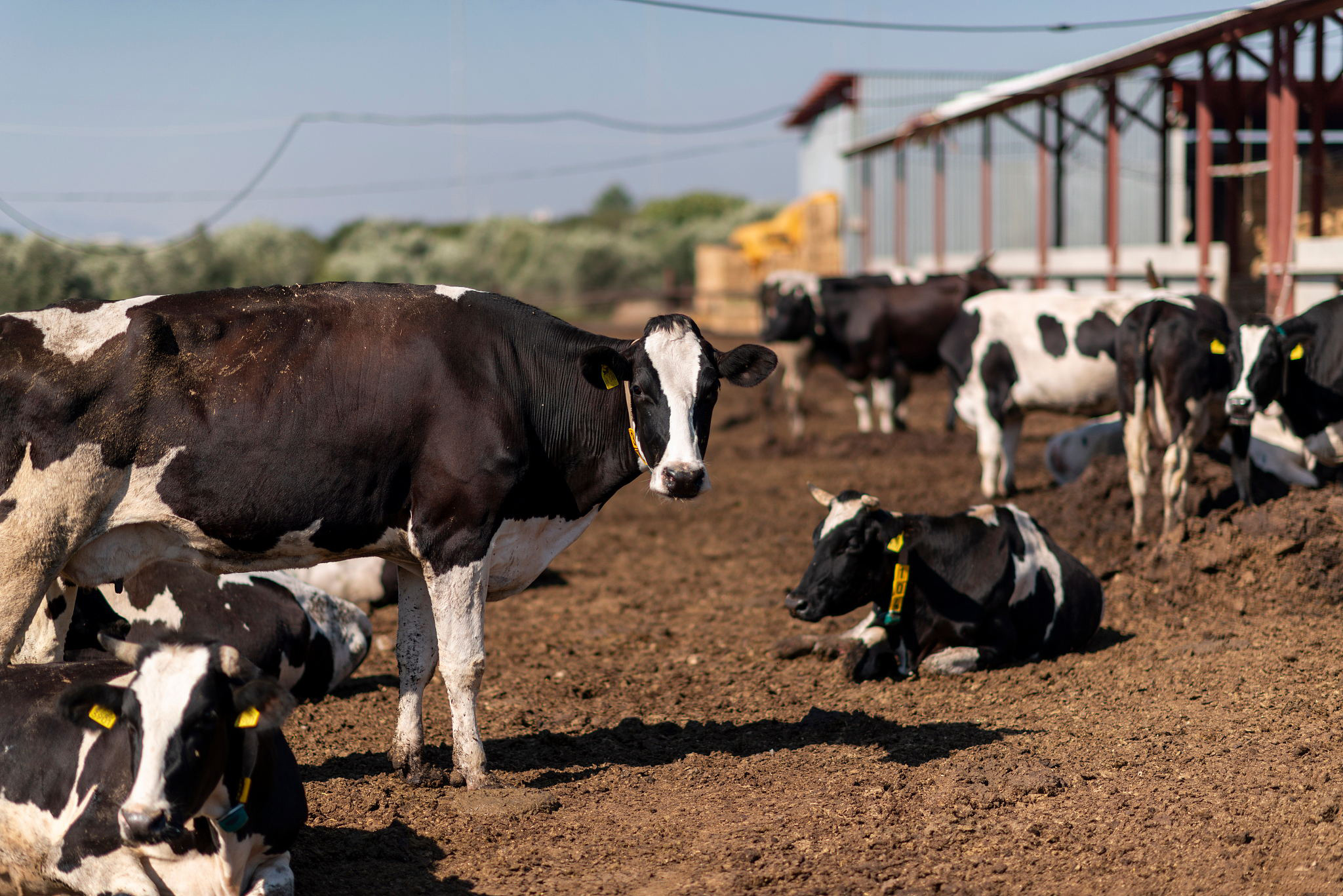 选择适合你养殖场的产品很重要,养殖场拜访后怎样推荐产品