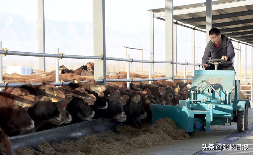 娟姗牛产的奶是最好的吗,娟姗牛奶甜吗