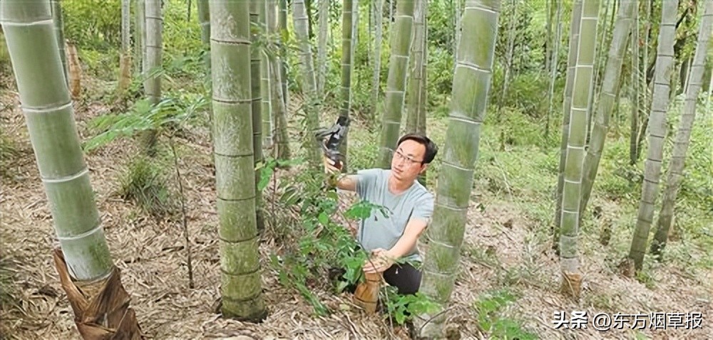 江西武宁县：竹子“编”出致富路