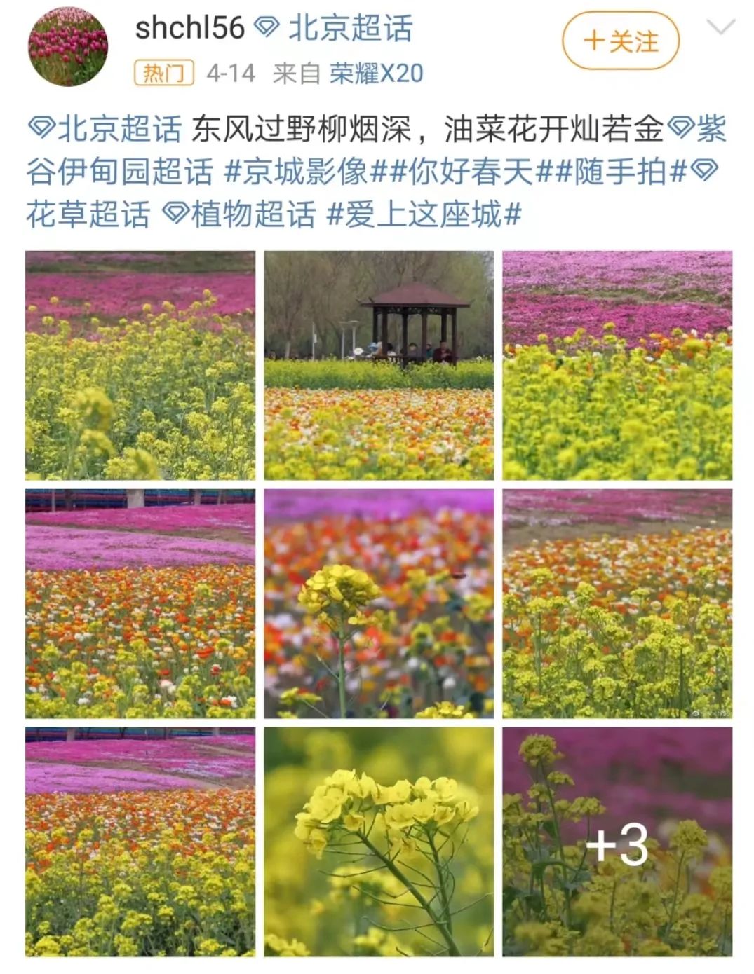 北京周边探秘京城最美油菜花海,北京油菜花必去的地方