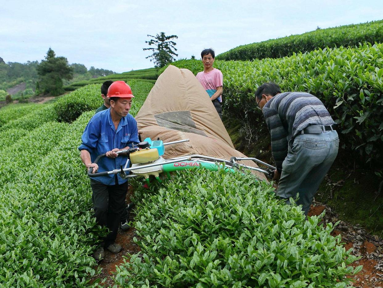 铁观音500元一斤贵吗,2000块一斤的铁观音