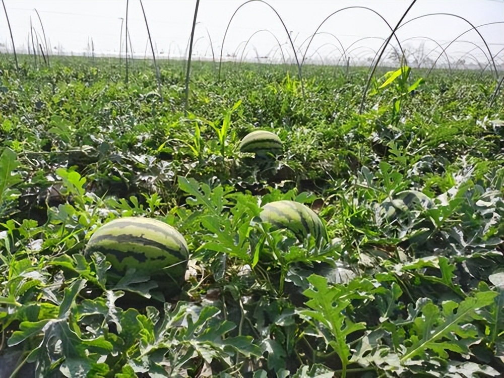 农村种植什么经济作物最赚钱,2023年农业种植什么最挣钱