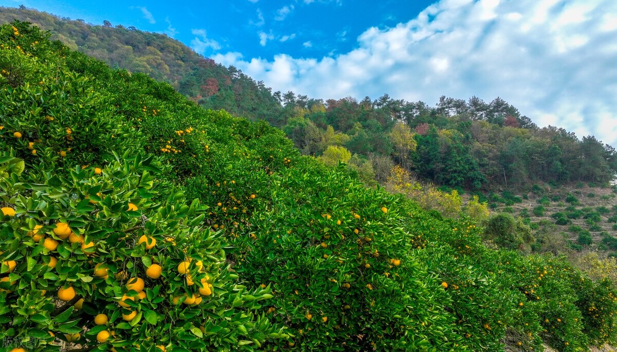 各种水果蒸着吃功效翻倍,什么水果和冰糖一起蒸治咳嗽