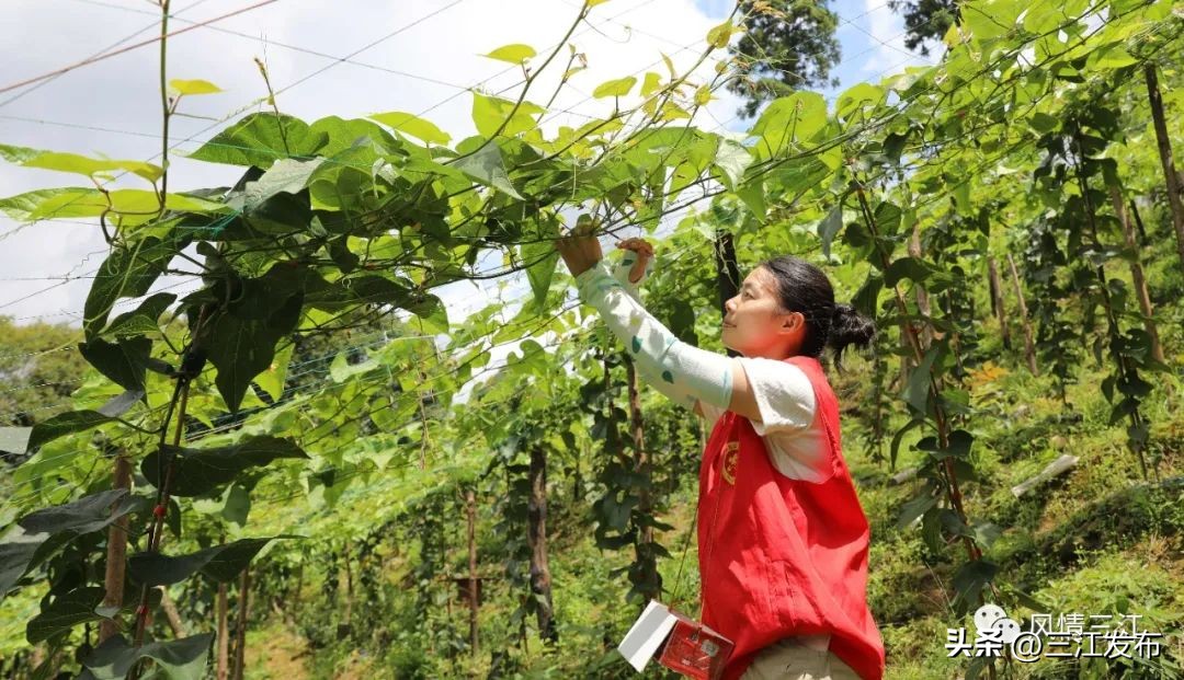 罗汉果花齐盛放果农管护忙