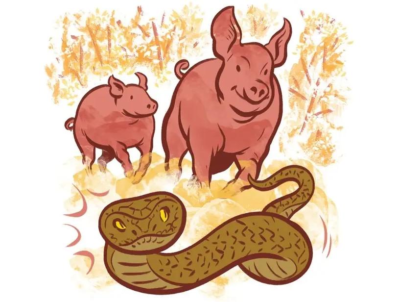 猪为什么是蛇的天敌呢,猪为什么怕蛇的天敌