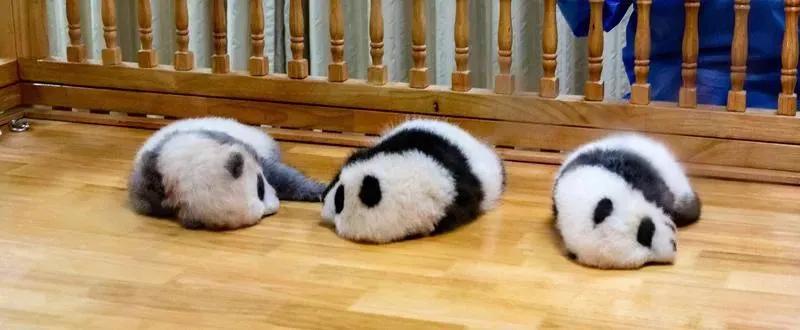 丫丫回国后有别的大熊猫去美国吗,大熊猫回国的丫丫现在怎么样了