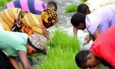 非洲人的智慧与坚韧：解密生存之道