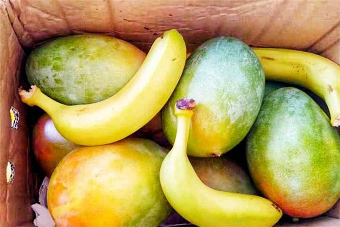 芒果催熟最快最好的办法,芒果催熟的最快方法夏天