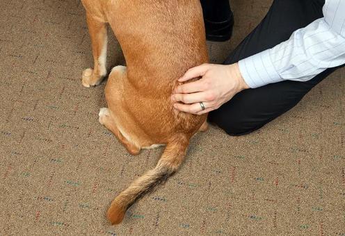 狗狗缺钙腿变形多久能补回来,狗狗缺钙怎么补最快最有效的方法