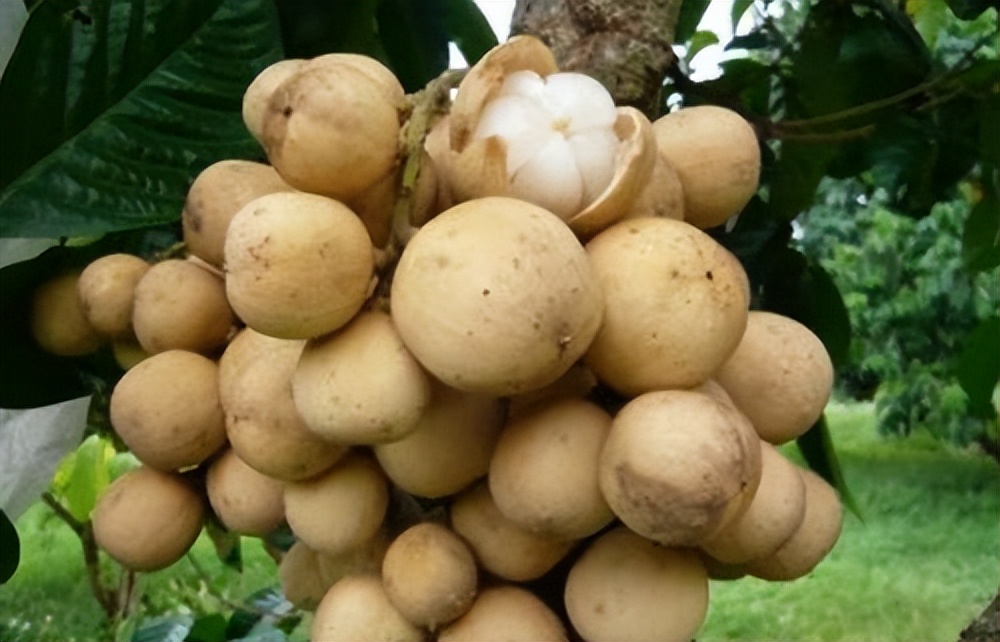 桂圆山竹龙宫果,龙宫果是山竹吗