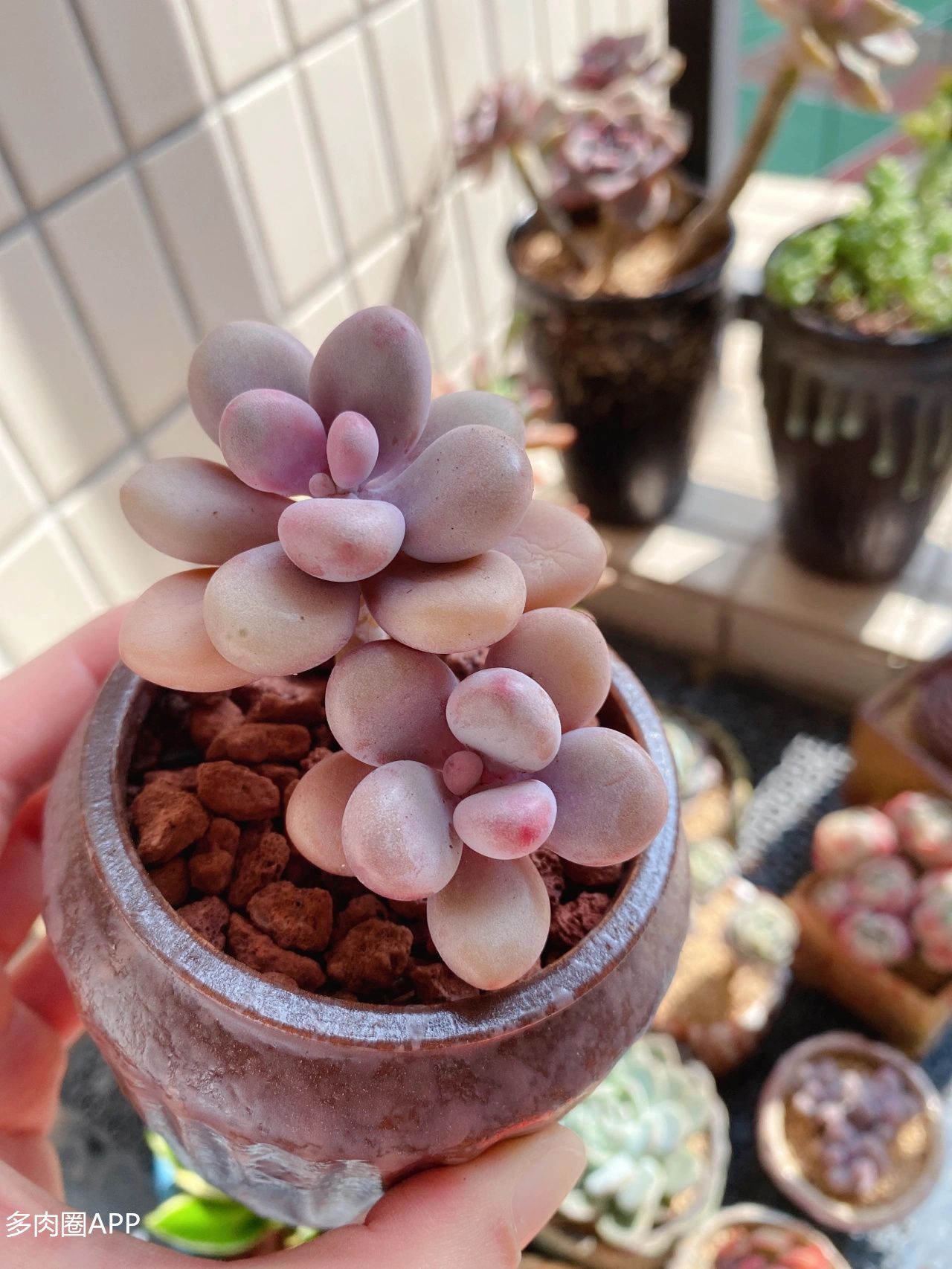 多肉杀虫杀菌的正确方法,多肉杀虫最佳方法不用药