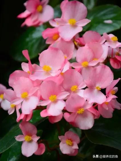 一盆多棵扦插苗怎么分盆,硬枝扦插方法图解