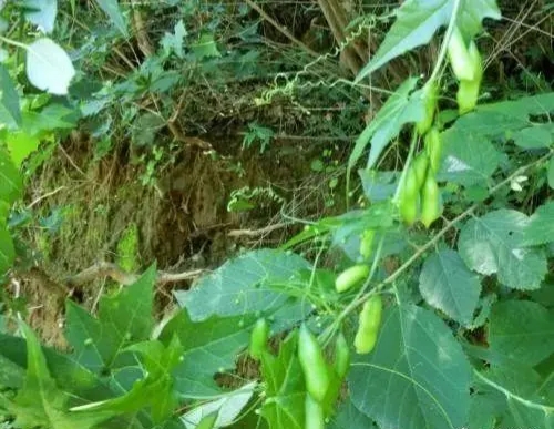 土贝母是什么味,土贝母植物果实照片