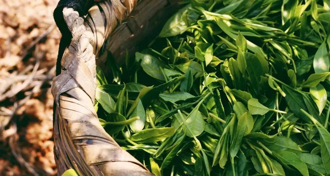 安徽值得一家人旅游的地方,安徽有哪些吸引人的地方