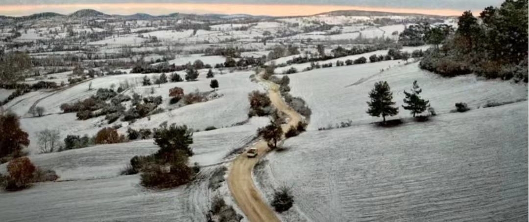 野梨树完整版免费观看,关于野梨树的电影