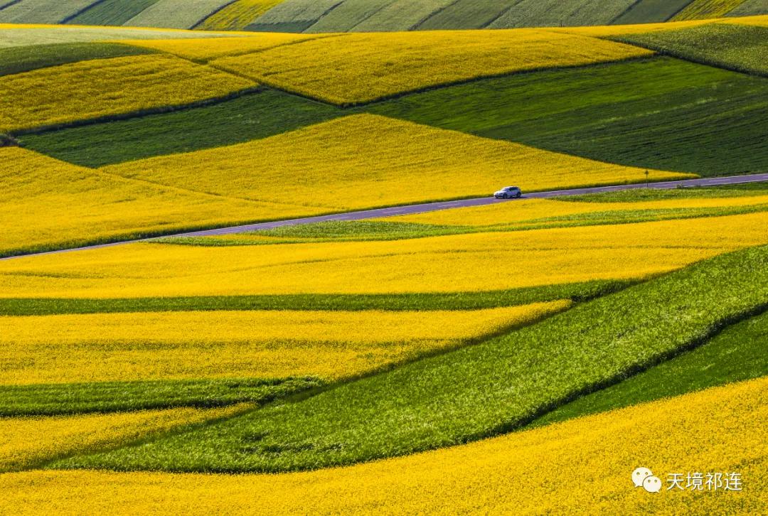 青海祁连山哪个位置最好,祁连山为什么一面森林一面草原