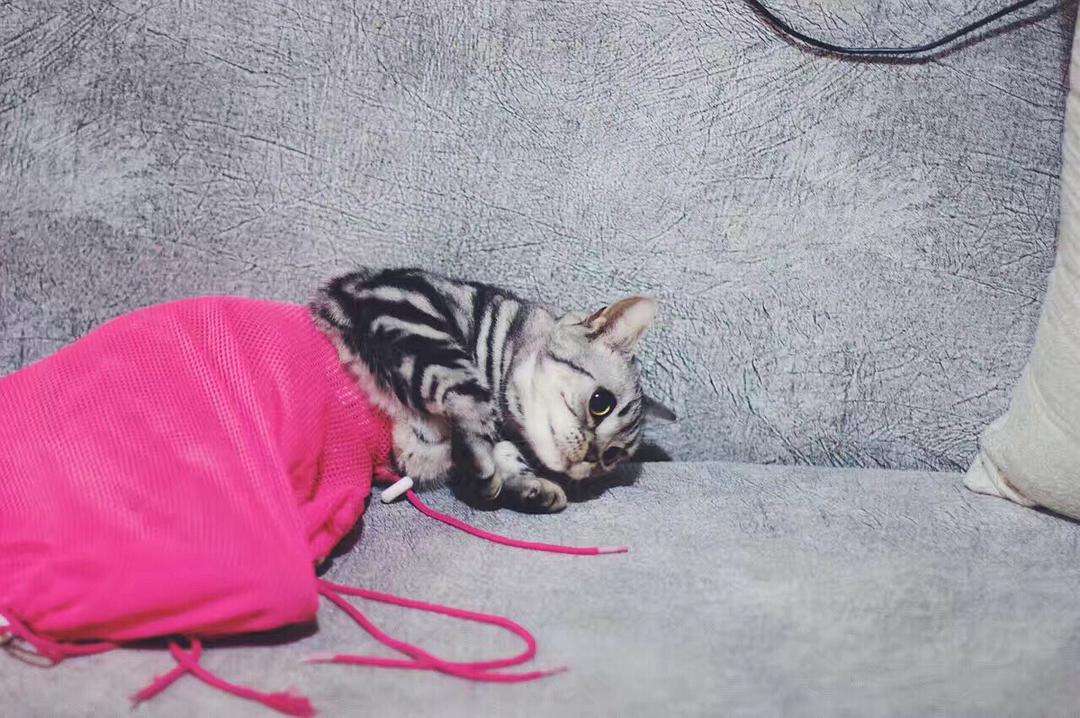 三种最不好养的宠物猫,千万不要养这三种宠物猫