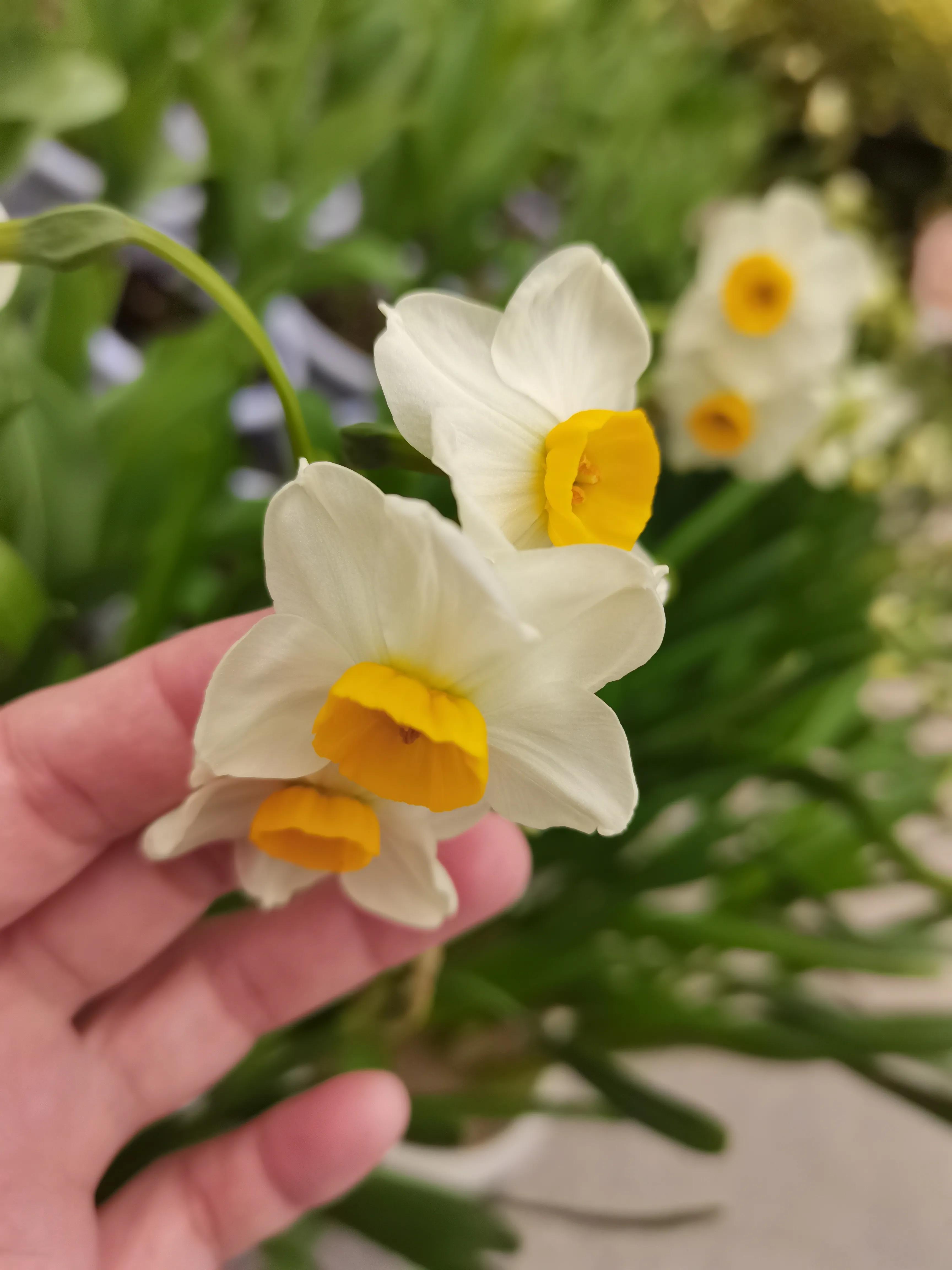 福州郁金香温泉公园,福州花海公园郁金香